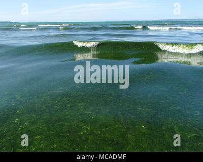 Alghe verdi sovracrescita di marea Foto Stock