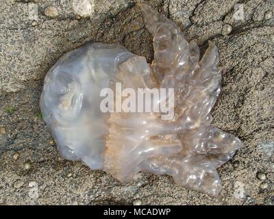 Filamento meduse grandi sulle rocce della costa Foto Stock