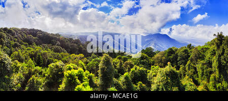 Evergreen baldacchino della foresta pluviale temperata in Dorrigo parco nazionale da la vedetta principale vicino al centro visitatori verso montagne panoramiche e jungle covere Foto Stock