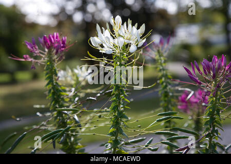 Fiore di ragno, Paradisblomster (Cleome hassleriana) Foto Stock