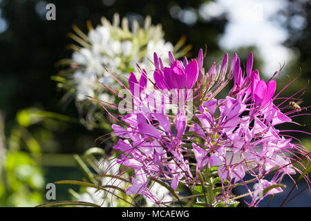 Fiore di ragno, Paradisblomster (Cleome hassleriana) Foto Stock