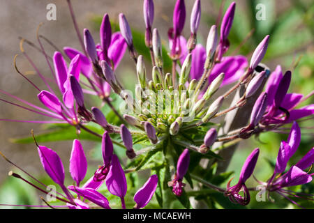 Fiore di ragno, Paradisblomster (Cleome hassleriana) Foto Stock