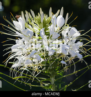 Fiore di ragno, Paradisblomster (Cleome hassleriana) Foto Stock