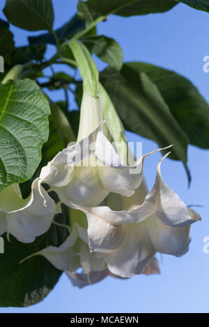 Angeli' tromba, Liten änglatrumpet (Brugmansia arborea) Foto Stock