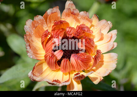 Una vista ravvicinata di Calendula di rosa varietà a sorpresa il dispiegamento in primavera. Foto Stock