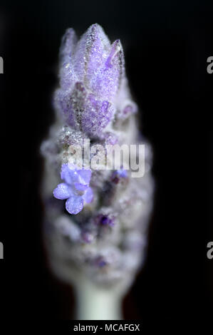 Una chiusura di un fiore lavanda inizio alla fioritura. Foto Stock