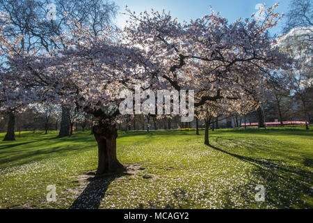 Un verde parrocchetto in St James Park, alimentazione sulla molla blossom Foto Stock