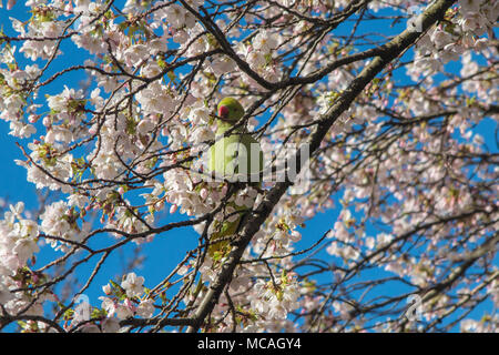 Un verde parrocchetto in St James Park, alimentazione sulla molla blossom Foto Stock