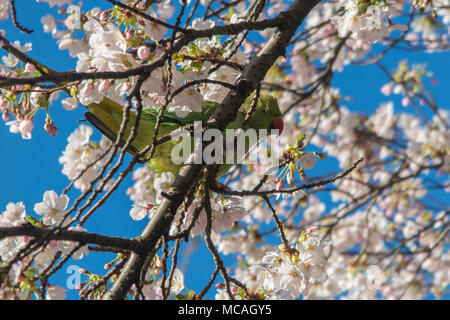 Un verde parrocchetto in St James Park, alimentazione sulla molla blossom Foto Stock