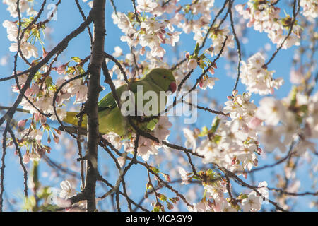 Un verde parrocchetto in St James Park, alimentazione sulla molla blossom Foto Stock