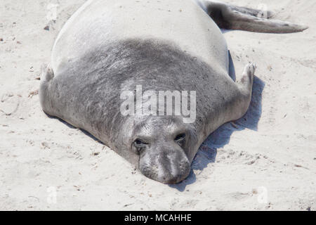 La guarnizione che giace sulla spiaggia coperta di sabbia alla guarnizione di elefante Rookery, San Simeone, California Foto Stock