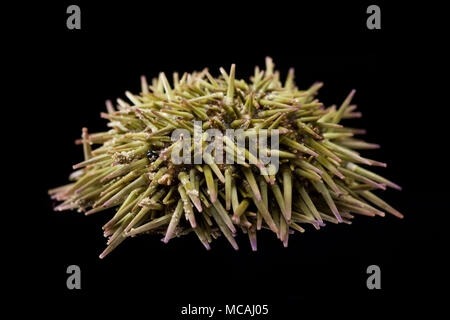 Una riva o verde, ricci di mare, Psammechinus miliaris, trovata vicino a Weymouth Dorset England Regno Unito. Questa specie vive vicino alla riva in acque poco profonde. Nero Foto Stock