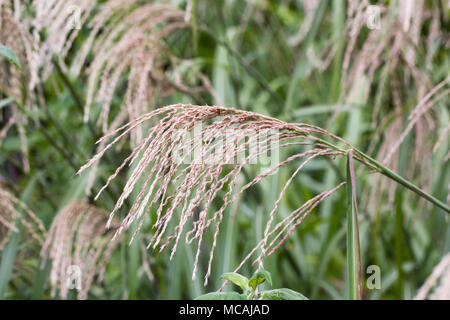 Miscanthus sinensis. Foto Stock