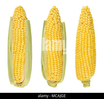 Tre riso semigreggio le pannocchie di granturco dolce, anche lo zucchero di mais. Fresche e vegetali con elevato contenuto di zucchero. Raccolte immature, in fase di latte. Zea mays. Foto di cibo. Foto Stock