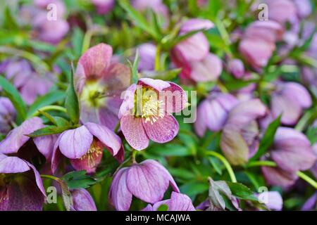 Veratro viola fiore di helleborus hybridus (Natale o rosa quaresimale) cresce nel giardino di primavera Foto Stock