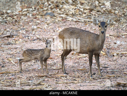 Femmine e giovani hog deer ( Hyelaphus porcinus ) Foto Stock