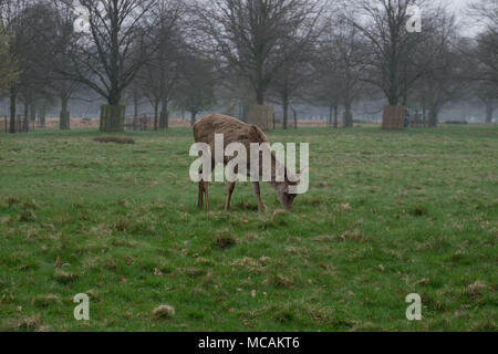 Cervi nel parco enlgnad molla surrey Foto Stock