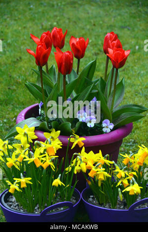 Rosso brillante Tulipa kaufmanniana Tulip 'Showwinner' visualizzato con malva di viole e miniaturizzati Jetfire narcisi in un paese di lingua inglese giardino, England, Regno Unito Foto Stock