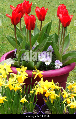 Rosso brillante Tulipa kaufmanniana Tulip 'Showwinner' visualizzato con malva di viole e miniaturizzati Jetfire narcisi in un paese di lingua inglese giardino, England, Regno Unito Foto Stock