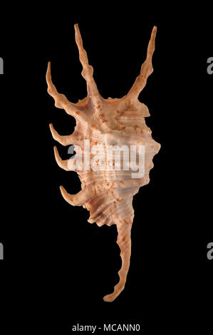Conchiglia di Scorpion conch (Strombidi scorpione scorpione), collezione malacologica, Spagna, Europa Foto Stock