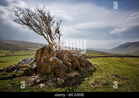 Un albero cresce su un affioramento di calcare in corrispondenza della testa di Barbondale, Cumbria con lunghe vedute distanti dietro. Foto Stock