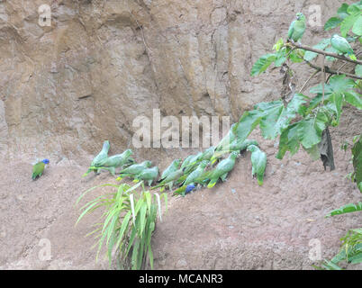 Una varietà di pappagalli sulle leccette di argilla sul fiume Napo nel Parco Nazionale di Yasuni, perché il parrotsb fare thisd non è chiaro ma è probablu collegato Foto Stock