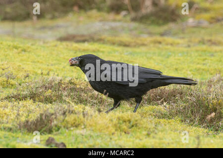 Carrion crow (Corvus corone) alimentazione Foto Stock