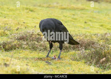 Carrion crow (Corvus corone) alimentazione Foto Stock