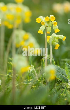Saxby, UK 14 aprile 2018 primi segni di primavera. Cowslip comune (Primula veris) in Brightwater giardini, Saxby, Lincolnshire, Regno Unito. Il 14 aprile 2018. Credito: LEE BEEL/Alamy Live News Foto Stock