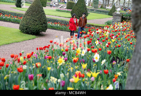 Bruxelles, Belgio. Xv Apr, 2018. Le persone godono di fiori a Groot-Bijgaarden castello nel sobborgo di Bruxelles, Belgio, 15 aprile 2018. Il castello, che è piantato da oltre 1,7 milioni di piante di fiori, sarà aperta al pubblico dal 6 Aprile al 6 maggio. Credito: Voi Pingfan/Xinhua/Alamy Live News Foto Stock