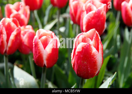 Bruxelles, Belgio. Xv Apr, 2018. I fiori sono visti al Castello di Groot-Bijgaarden nella periferia di Bruxelles, Belgio, 15 aprile 2018. Il castello, che è piantato da oltre 1,7 milioni di piante di fiori, sarà aperta al pubblico dal 6 Aprile al 6 maggio. Credito: Voi Pingfan/Xinhua/Alamy Live News Foto Stock