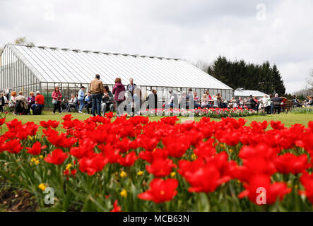 Bruxelles, Belgio. Xv Apr, 2018. Le persone godono di fiori a Groot-Bijgaarden castello nel sobborgo di Bruxelles, Belgio, 15 aprile 2018. Il castello, che è piantato da oltre 1,7 milioni di piante di fiori, sarà aperta al pubblico dal 6 Aprile al 6 maggio. Credito: Voi Pingfan/Xinhua/Alamy Live News Foto Stock