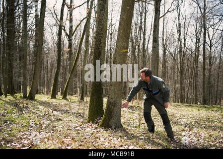 03 aprile 2018, Germania, Werneck: Ralf Petercord, capo della protezione della foresta dipartimento di Stato Bavarese Istituto di selvicoltura, ispeziona un albero di quercia per Gypsy Moth uova. Quest'anno, alberi di quercia in parti dello stato tedesco della Baviera si trovano di fronte a un pericolo acuto da gypsy falene. Foto: Nicolas Armer/dpa Foto Stock