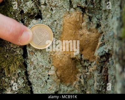 03 aprile 2018, Germania, Werneck: Ralf Petercord, capo della protezione della foresta dipartimento di Stato Bavarese Istituto di selvicoltura, detiene un 1-euro moneta accanto al Gypsy Moth uova. Quest'anno, alberi di quercia in parti dello stato tedesco della Baviera si trovano di fronte a un pericolo acuto da gypsy falene. Foto: Nicolas Armer/dpa Foto Stock