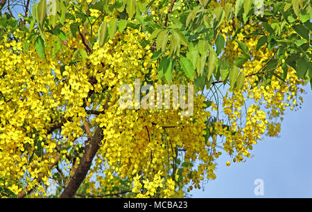 Fiore nazionale della Tailandia il golden shower o Cassia fistola, bloom nella struttura ad albero. Chiamato konna in Kerala, India ed è parte del Vishu indù festival. Foto Stock