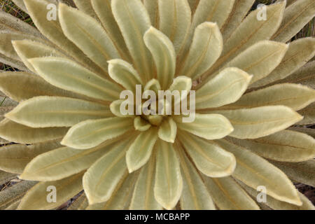 Frailejones Close Up Foto Stock