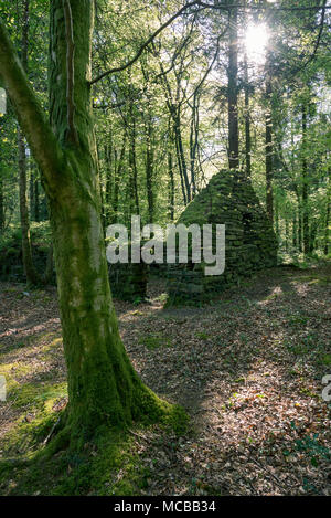 Vecchio rudere di pietra a Coed Cae Fali vicino Penrhyndeudraeth, Snowdonia, Galles del Nord, Regno Unito. Foto Stock