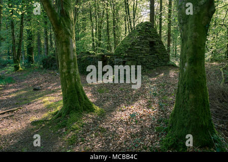 Vecchio rudere di pietra a Coed Cae Fali vicino Penrhyndeudraeth, Snowdonia, Galles del Nord, Regno Unito. Foto Stock