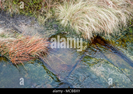 Banca di Moro erba accanto a un basso flusso che scorre su gritstone sulla brughiera, Kinder Scout, Derbyshire, Peak District, England, Regno Unito Foto Stock