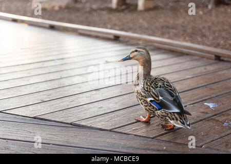 Unico duck camminando sul marciapiede nei pressi di stagno Foto Stock