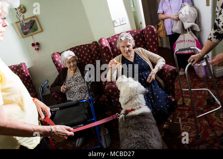 Signora anziana in assistenza residenziale home alimentano visitando la terapia cane Foto Stock