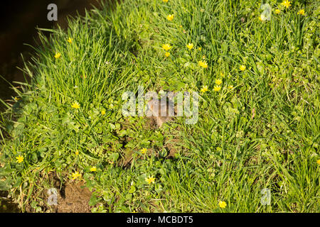 Un selvaggio, non-captive European water vole, Arvicola amphibius, in primavera la luce della sera del 14 aprile 2018. Il vole è stato alimentazione su erbe e minore Foto Stock