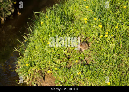 Un selvaggio, non-captive European water vole, Arvicola amphibius, in primavera la luce della sera del 14 aprile 2018. Il vole è stato alimentazione su erbe e minore Foto Stock