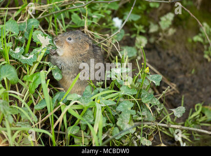 Un selvaggio, non-captive European water vole, Arvicola amphibius, in primavera la luce della sera del 14 aprile 2018. Il vole è stato alimentazione su erbe e minore Foto Stock