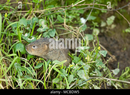 Un selvaggio, non-captive European water vole, Arvicola amphibius, in primavera la luce della sera del 14 aprile 2018. Il vole è stato alimentazione su erbe e minore Foto Stock