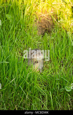 Un selvaggio, non-captive European water vole, Arvicola amphibius, in primavera la luce della sera del 14 aprile 2018. Il vole è stato alimentazione su erbe e minore Foto Stock