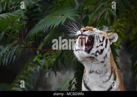 Close up front ritratto di una giovane tigre siberiana (Amur tiger, Panthera tigris altaica) ruggito, basso angolo di visione Foto Stock