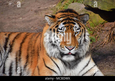 Close up front ritratto di una giovane tigre siberiana (Amur tiger, Panthera tigris altaica) guardando la telecamera, ad alto angolo di visione Foto Stock