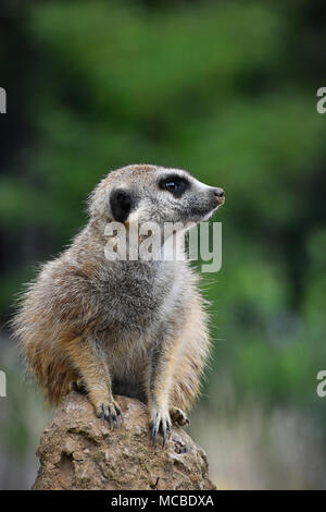 Close up profilo laterale ritratto di uno meerkat seduto su una roccia e guardando lontano avvisati su sfondo verde a basso angolo di visione Foto Stock
