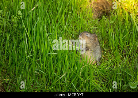 Un selvaggio, non-captive European water vole, Arvicola amphibius, in primavera la luce della sera del 14 aprile 2018. Il vole è stato alimentazione su erbe e minore Foto Stock